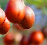Tropical Fruit World - Accommodation VIC