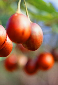 Tropical Fruit World - Accommodation VIC 0