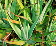 Tropical Fruit World - Accommodation VIC 1