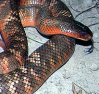 Armadale Reptile  Wildlife Centre - Accommodation VIC