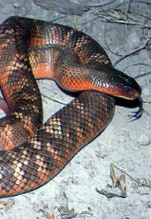 Armadale Reptile & Wildlife Centre - Accommodation VIC 0