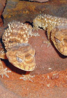 Armadale Reptile & Wildlife Centre - Accommodation VIC 1