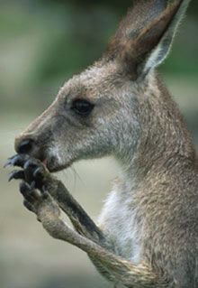 Armadale Reptile & Wildlife Centre - Accommodation VIC 2