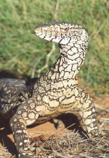 Armadale Reptile & Wildlife Centre - Accommodation VIC 3