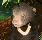 Perth Zoo - Accommodation VIC