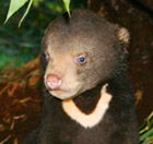 Perth Zoo - Accommodation VIC 0