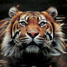 Perth Zoo - Accommodation VIC 2
