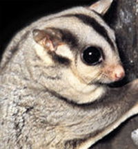 Perth Zoo - Accommodation VIC 3