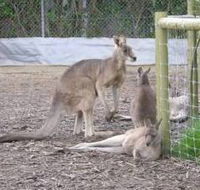 Jirrahlinga Koala  Wildlife Sanctuary - Accommodation VIC