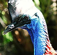 Alma Park Zoo - Accommodation VIC