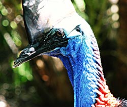 Alma Park Zoo - Accommodation VIC 0