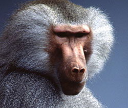 Alma Park Zoo - Accommodation VIC 1