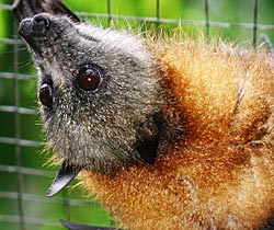 Alma Park Zoo - Accommodation VIC 2