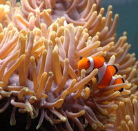 Reef HQ Great Barrier Reef Aquarium - Accommodation VIC