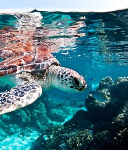 Reef HQ Great Barrier Reef Aquarium - Accommodation VIC 1