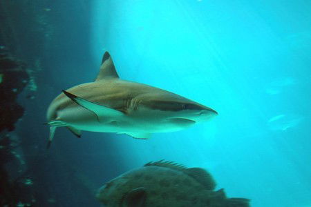 Reef HQ Great Barrier Reef Aquarium - Accommodation VIC 2