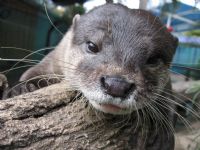 Underwater World - Accommodation VIC 1