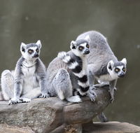 Adelaide Zoo - Accommodation VIC