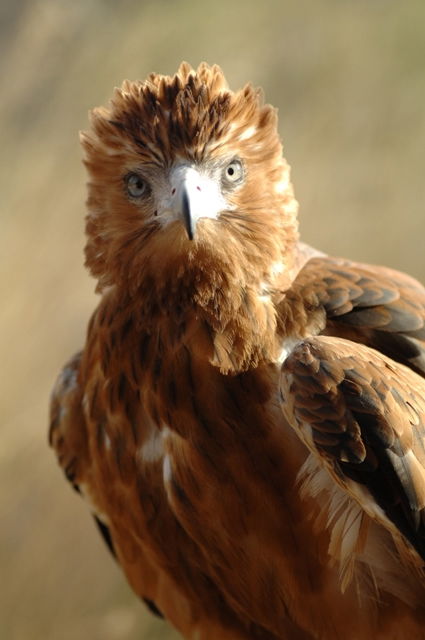 Alice Springs Desert Park - Accommodation VIC 0