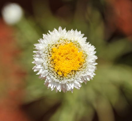 Alice Springs Desert Park - Accommodation VIC 1