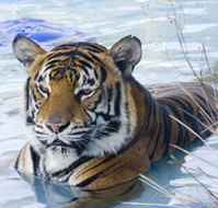 Zoo Doo Wildlife Park - Accommodation VIC