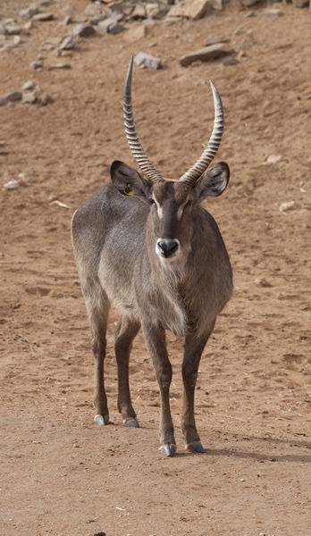 Monarto Zoo - Accommodation VIC 1