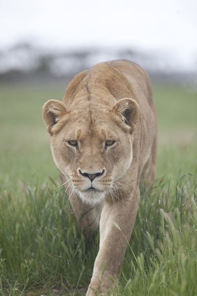 Monarto Zoo - Accommodation VIC 2