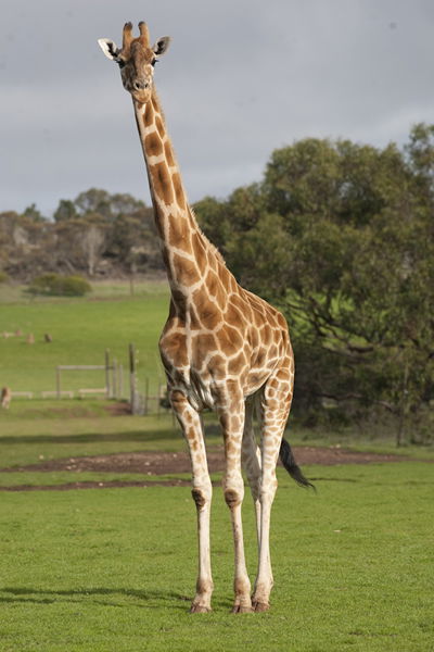 Monarto Zoo - Accommodation VIC 3