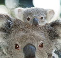 Billabong Koala and Wildlife Park - Accommodation VIC