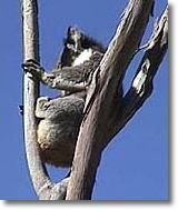 OZe Wildlife - Accommodation VIC 2