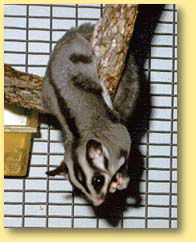 OZe Wildlife - Accommodation VIC 3