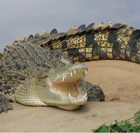 Dundee's Wildlife Park - Accommodation VIC