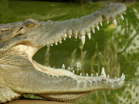 Dundee's Wildlife Park - Accommodation VIC 1