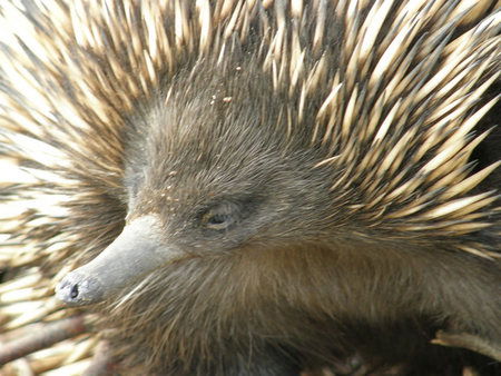 Dundee's Wildlife Park - Accommodation VIC 3