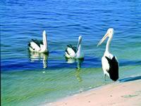Noosa Everglades Discovery - Accommodation VIC 2