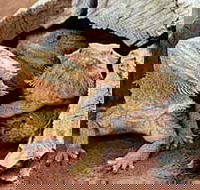 Alice Springs Reptile Centre - Accommodation VIC