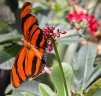 Butterfly Farm - Accommodation VIC