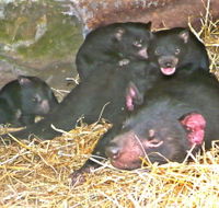 East Coast Natureworld - Accommodation VIC