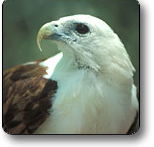 Kakadu National Park - Accommodation VIC