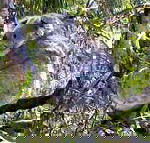 Koala Conservation Centre - Accommodation VIC
