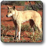 Uluru - Kata Tjuta National Park - Accommodation VIC 3