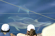 Temptation Sailing - Accommodation VIC 2