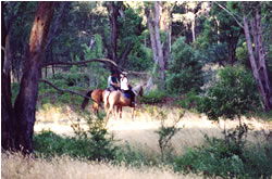 High Country Horses - Accommodation VIC 1