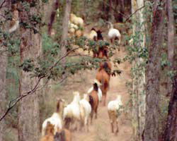 High Country Horses - Accommodation VIC 2