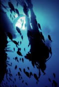 Scuba World - Accommodation VIC 0