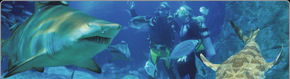 Scuba World - Accommodation VIC 1