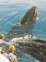 Storeyline Tours - Accommodation VIC 1