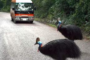 Kookaburra Tours - Accommodation VIC 0