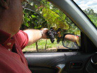 Mount Tamborine Winery & Homestead - Accommodation VIC 1