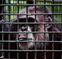 Rockhampton Zoo - Accommodation VIC